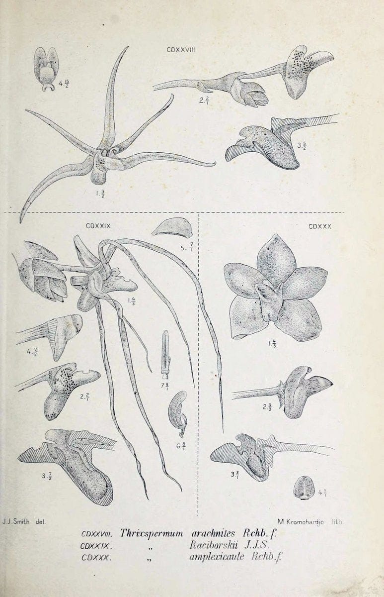 Die orchideen von Java /.Leiden :E. J. Brill,1905-1914.  | Indonesia Java Orchids | Vintage Print Reproduction 472203