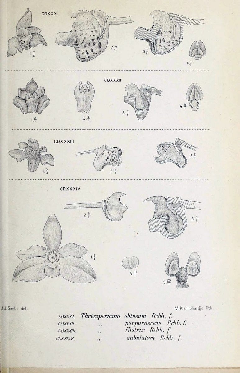 Die orchideen von Java /.Leiden :E. J. Brill,1905-1914.  | Indonesia Java Orchids | Vintage Print Reproduction 472204