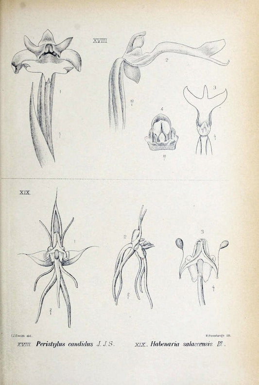 Die orchideen von Java /.Leiden :E. J. Brill,1905-1914.  | Indonesia Java Orchids | Vintage Print Reproduction 472205