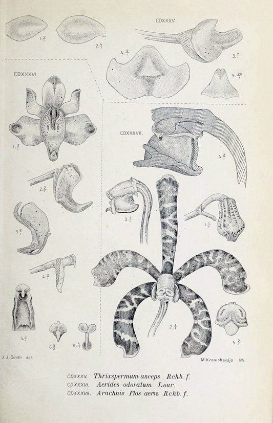 Die orchideen von Java /.Leiden :E. J. Brill,1905-1914.  | Indonesia Java Orchids | Vintage Print Reproduction 472206