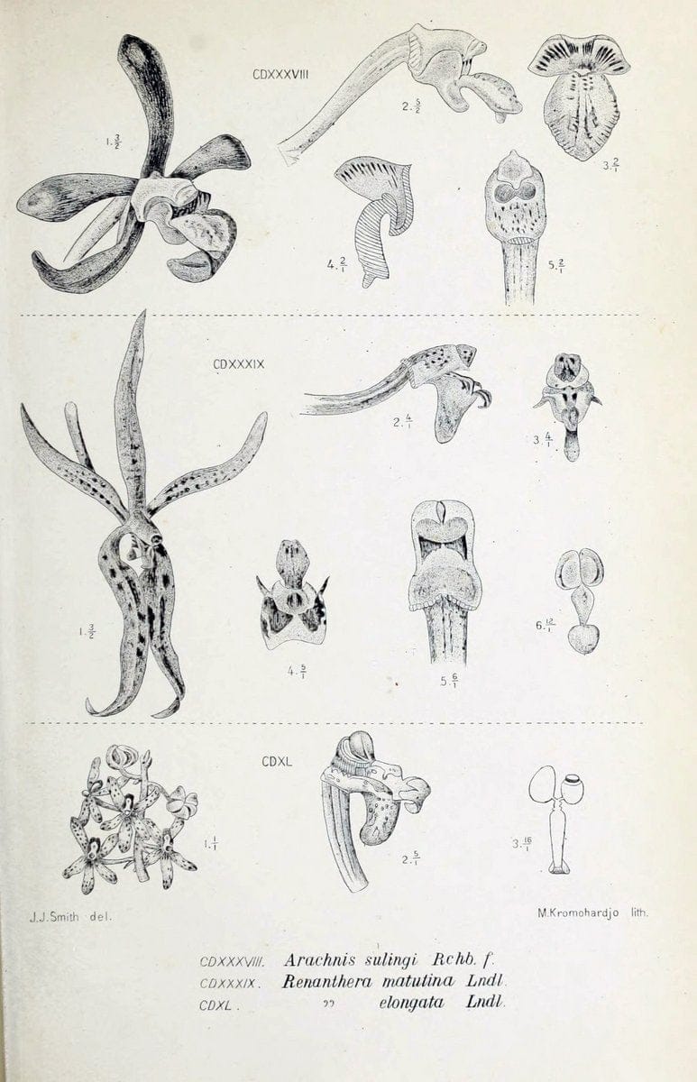 Die orchideen von Java /.Leiden :E. J. Brill,1905-1914.  | Indonesia Java Orchids | Vintage Print Reproduction 472207