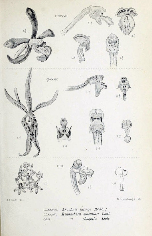 Die orchideen von Java /.Leiden :E. J. Brill,1905-1914.  | Indonesia Java Orchids | Vintage Print Reproduction 472207