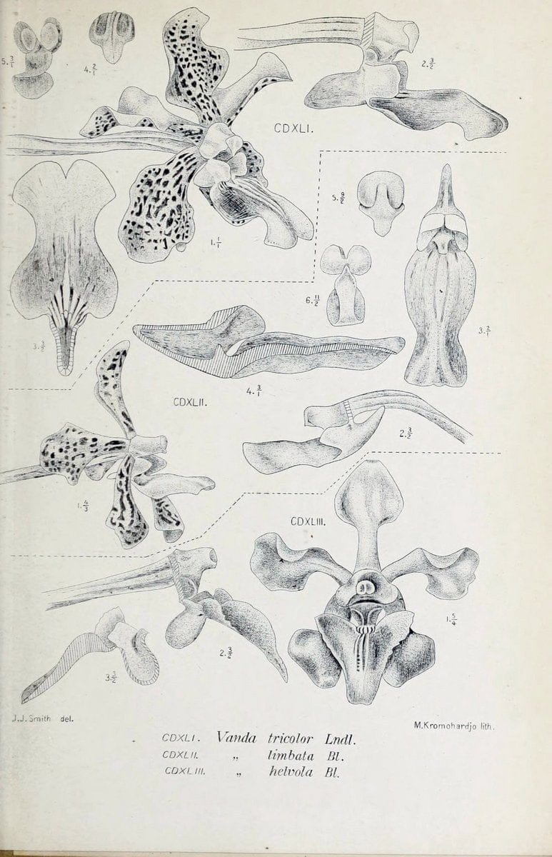 Die orchideen von Java /.Leiden :E. J. Brill,1905-1914.  | Indonesia Java Orchids | Vintage Print Reproduction 472208
