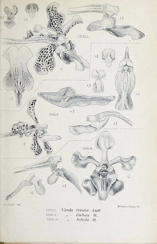 Die orchideen von Java /.Leiden :E. J. Brill,1905-1914.  | Indonesia Java Orchids | Vintage Print Reproduction 472208