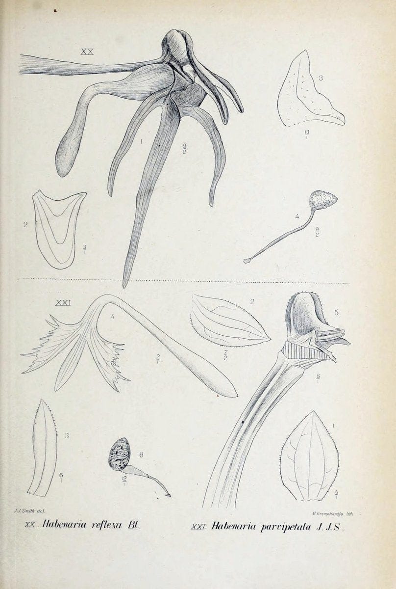 Die orchideen von Java /.Leiden :E. J. Brill,1905-1914.  | Indonesia Java Orchids | Vintage Print Reproduction 472211