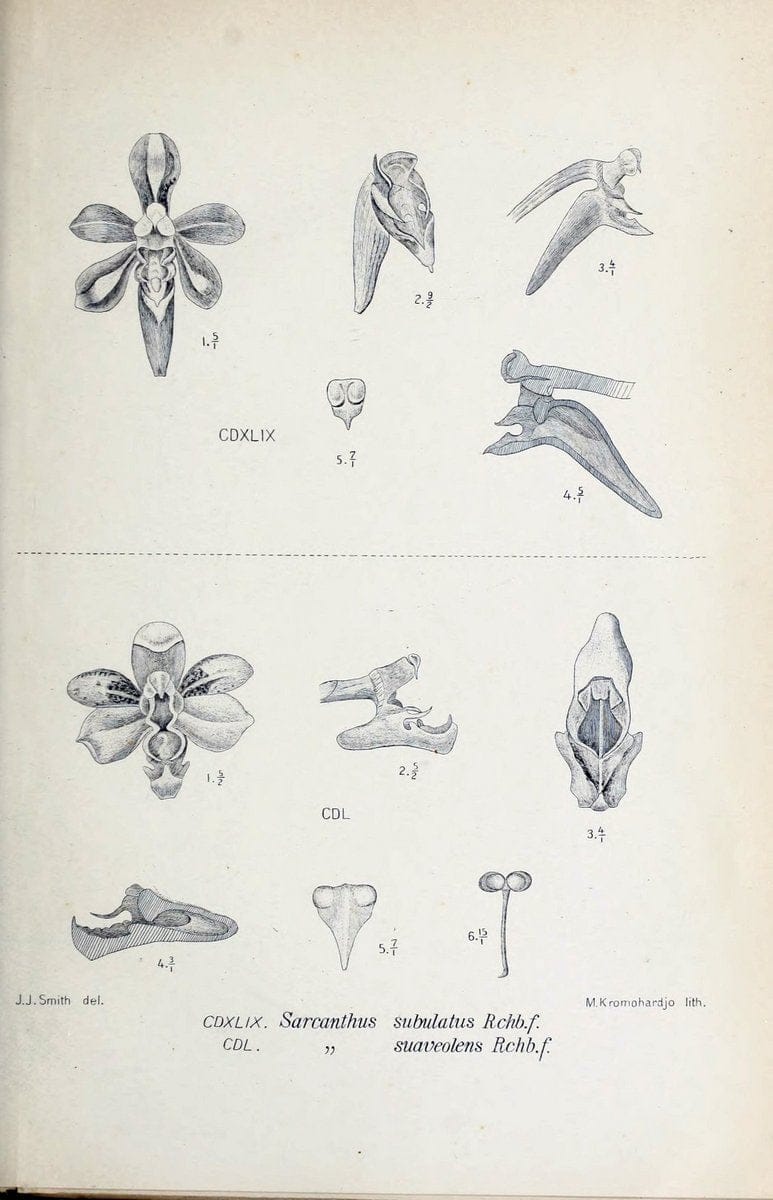 Die orchideen von Java /.Leiden :E. J. Brill,1905-1914.  | Indonesia Java Orchids | Vintage Print Reproduction 472212