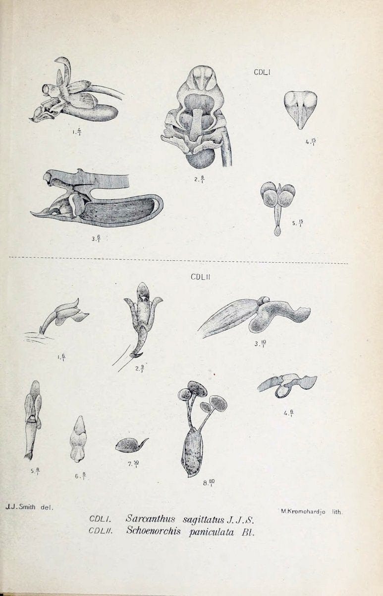 Die orchideen von Java /.Leiden :E. J. Brill,1905-1914.  | Indonesia Java Orchids | Vintage Print Reproduction 472213