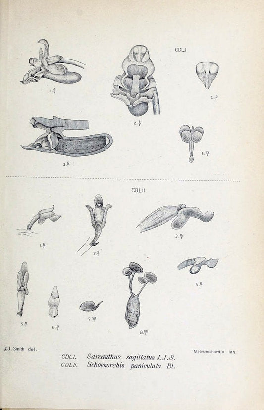 Die orchideen von Java /.Leiden :E. J. Brill,1905-1914.  | Indonesia Java Orchids | Vintage Print Reproduction 472213