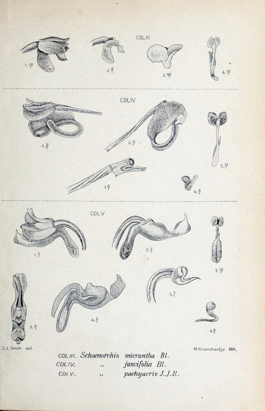 Die orchideen von Java /.Leiden :E. J. Brill,1905-1914.  | Indonesia Java Orchids | Vintage Print Reproduction 472214