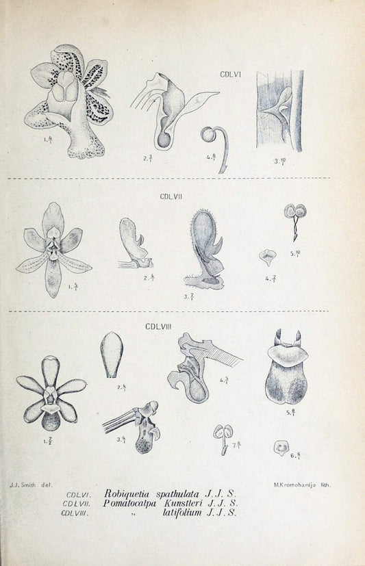 Die orchideen von Java /.Leiden :E. J. Brill,1905-1914.  | Indonesia Java Orchids | Vintage Print Reproduction 472215