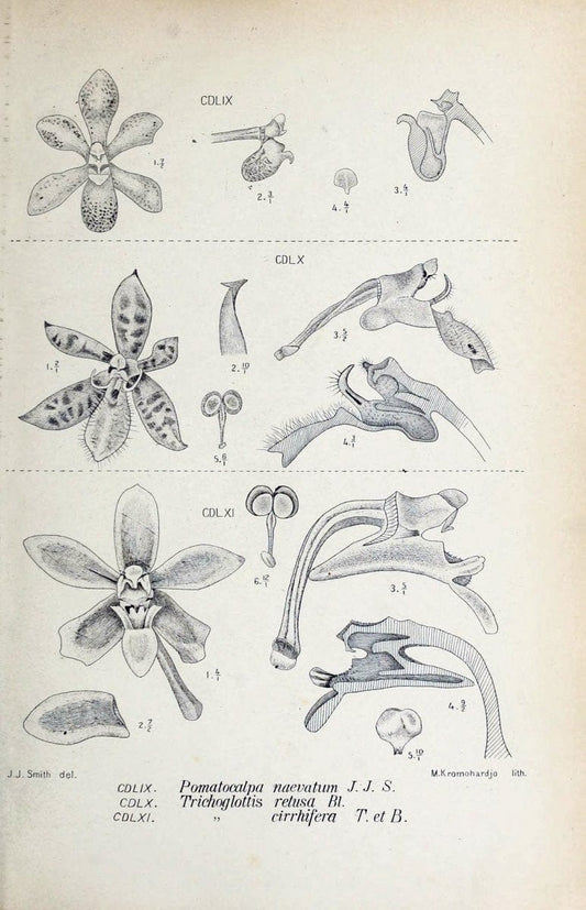 Die orchideen von Java /.Leiden :E. J. Brill,1905-1914.  | Indonesia Java Orchids | Vintage Print Reproduction 472216