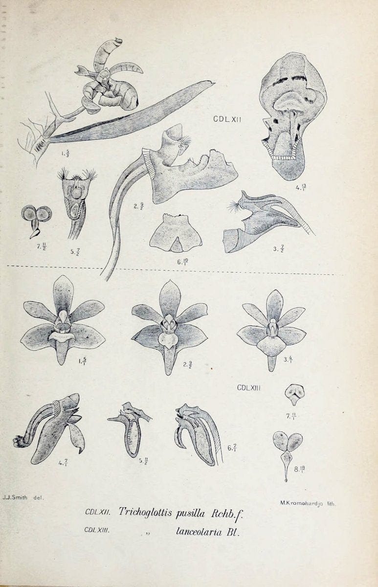 Die orchideen von Java /.Leiden :E. J. Brill,1905-1914.  | Indonesia Java Orchids | Vintage Print Reproduction 472217