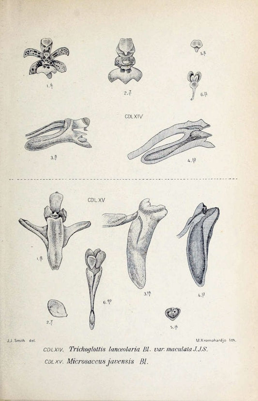 Die orchideen von Java /.Leiden :E. J. Brill,1905-1914.  | Indonesia Java Orchids | Vintage Print Reproduction 472218