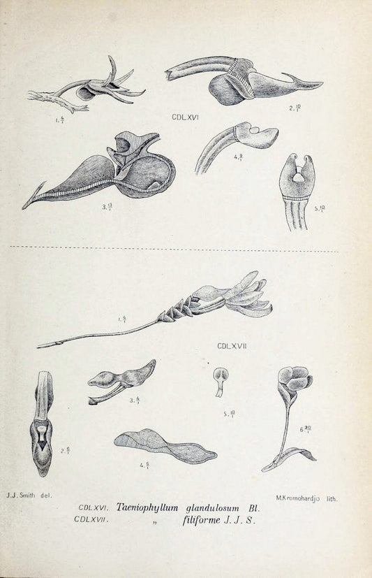 Die orchideen von Java /.Leiden :E. J. Brill,1905-1914.  | Indonesia Java Orchids | Vintage Print Reproduction 472219