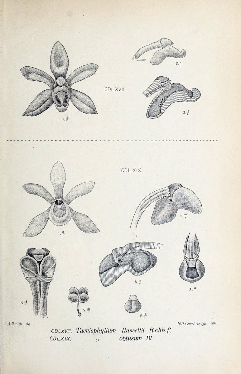 Die orchideen von Java /.Leiden :E. J. Brill,1905-1914.  | Indonesia Java Orchids | Vintage Print Reproduction 472220