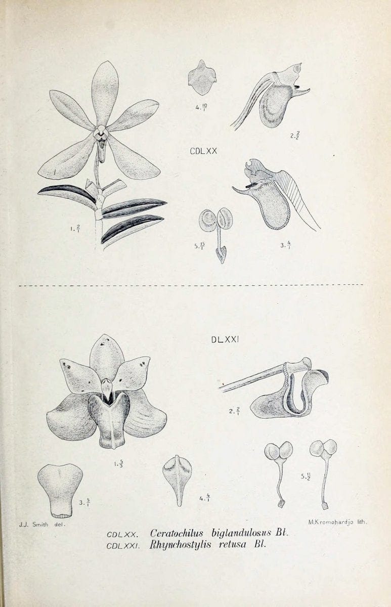 Die orchideen von Java /.Leiden :E. J. Brill,1905-1914.  | Indonesia Java Orchids | Vintage Print Reproduction 472221