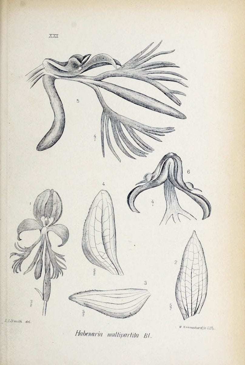Die orchideen von Java /.Leiden :E. J. Brill,1905-1914.  | Indonesia Java Orchids | Vintage Print Reproduction 472222