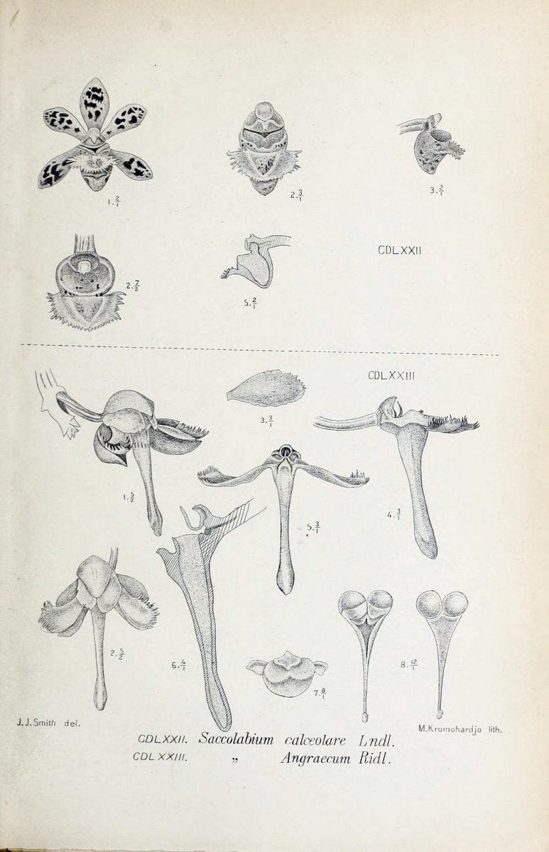 Die orchideen von Java /.Leiden :E. J. Brill,1905-1914.  | Indonesia Java Orchids | Vintage Print Reproduction 472223