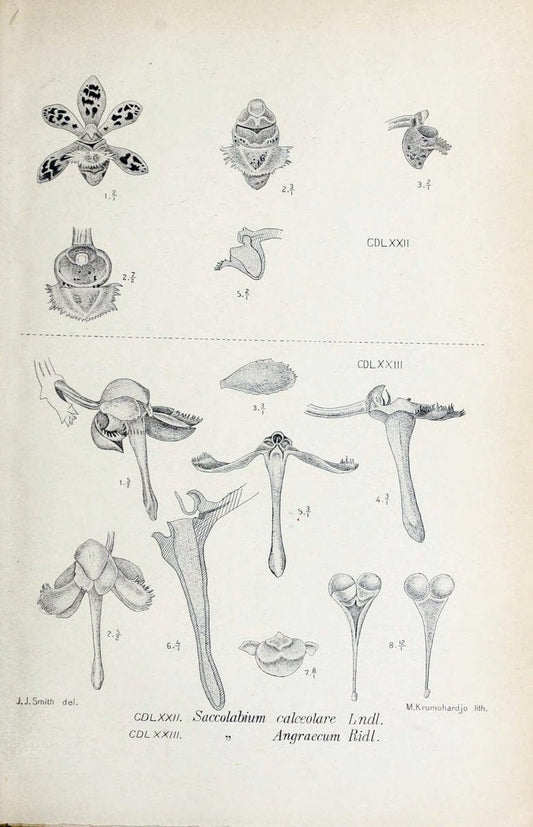 Die orchideen von Java /.Leiden :E. J. Brill,1905-1914.  | Indonesia Java Orchids | Vintage Print Reproduction 472223