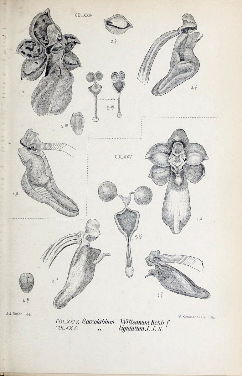 Die orchideen von Java /.Leiden :E. J. Brill,1905-1914.  | Indonesia Java Orchids | Vintage Print Reproduction 472224