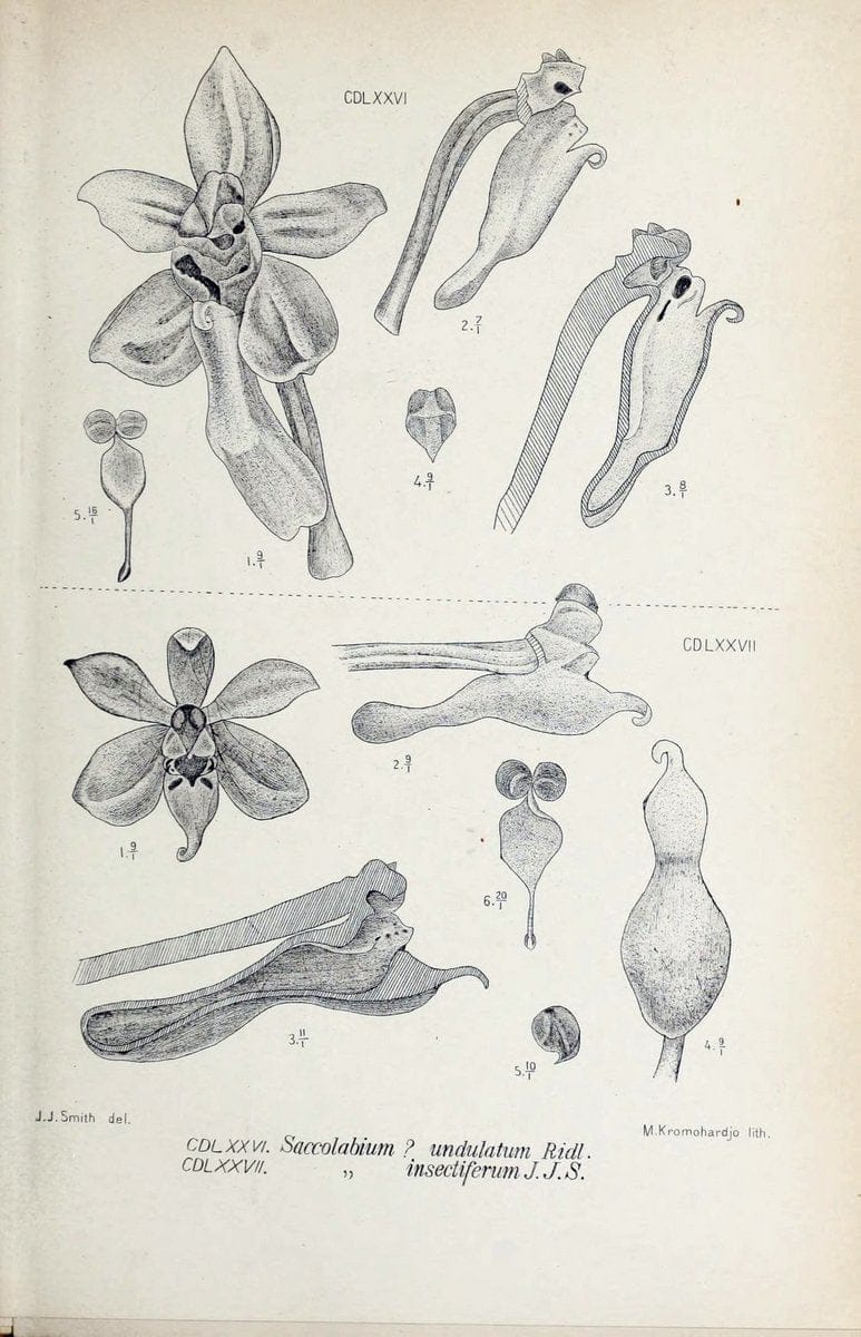 Die orchideen von Java /.Leiden :E. J. Brill,1905-1914.  | Indonesia Java Orchids | Vintage Print Reproduction 472225