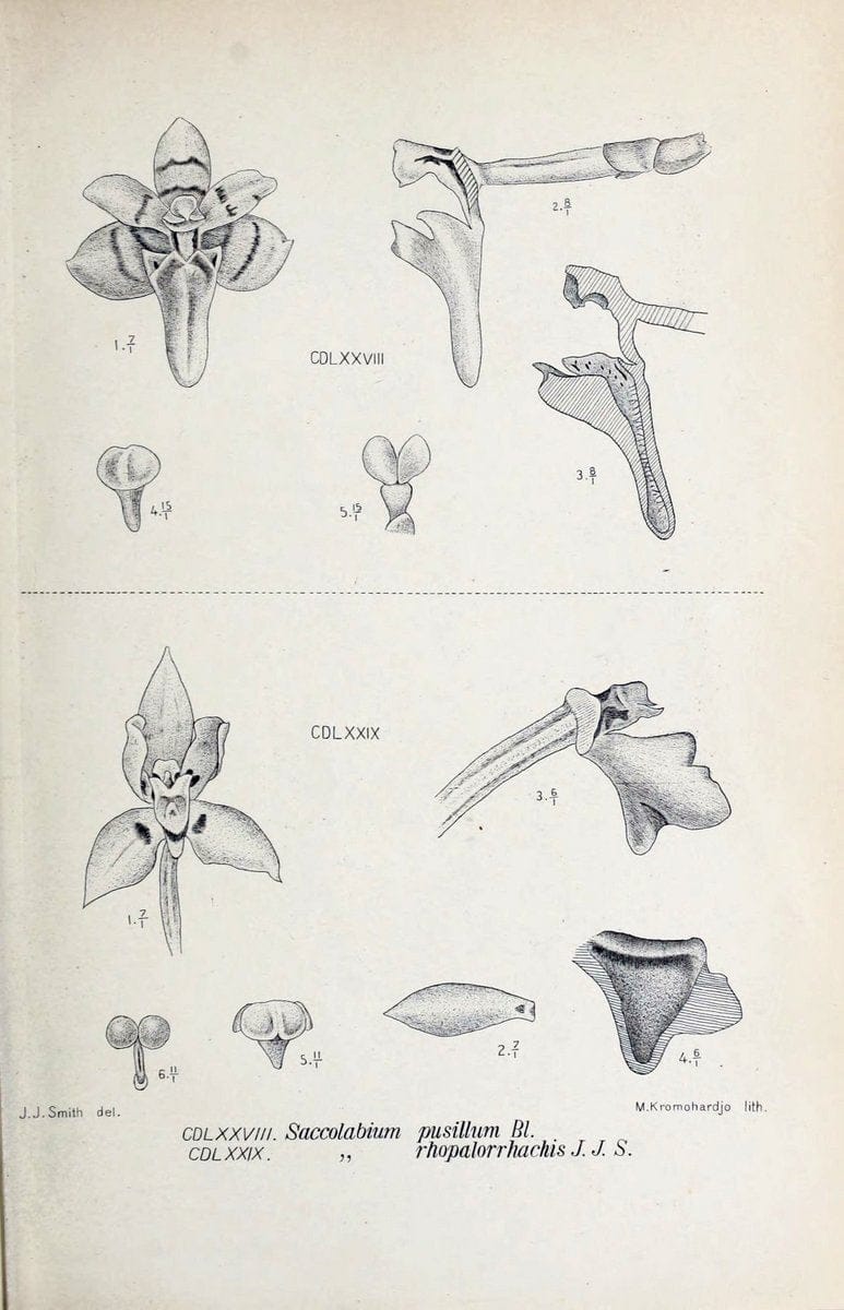 Die orchideen von Java /.Leiden :E. J. Brill,1905-1914.  | Indonesia Java Orchids | Vintage Print Reproduction 472226
