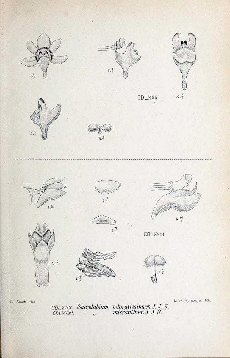 Die orchideen von Java /.Leiden :E. J. Brill,1905-1914.  | Indonesia Java Orchids | Vintage Print Reproduction 472227