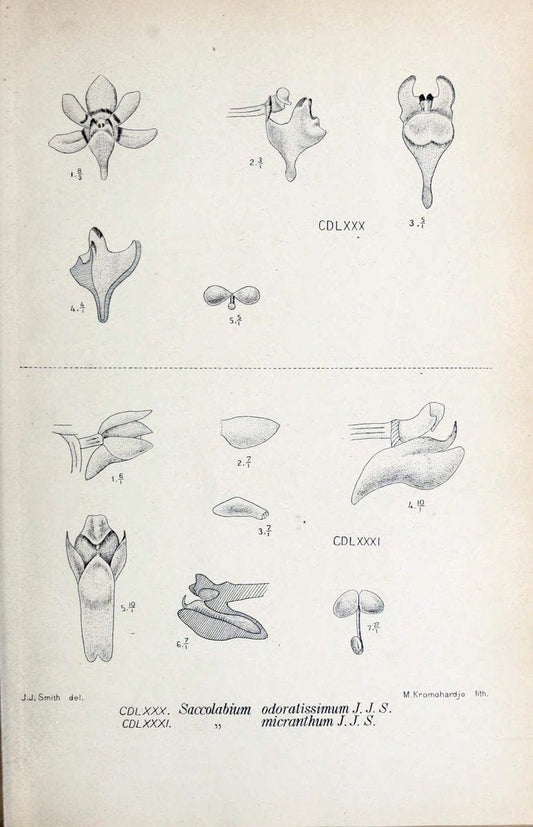 Die orchideen von Java /.Leiden :E. J. Brill,1905-1914.  | Indonesia Java Orchids | Vintage Print Reproduction 472227