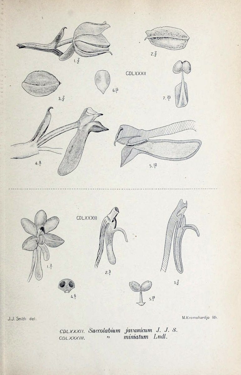 Die orchideen von Java /.Leiden :E. J. Brill,1905-1914.  | Indonesia Java Orchids | Vintage Print Reproduction 472228