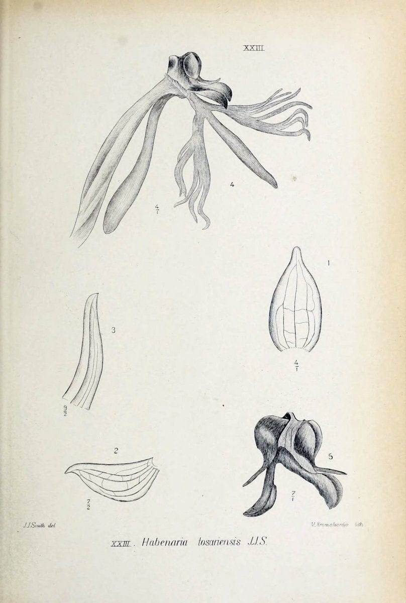 Die orchideen von Java /.Leiden :E. J. Brill,1905-1914.  | Indonesia Java Orchids | Vintage Print Reproduction 472229