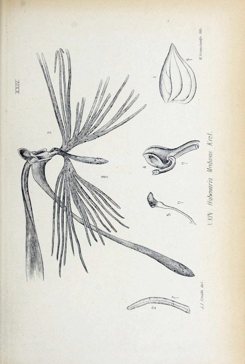 Die orchideen von Java /.Leiden :E. J. Brill,1905-1914.  | Indonesia Java Orchids | Vintage Print Reproduction 472230