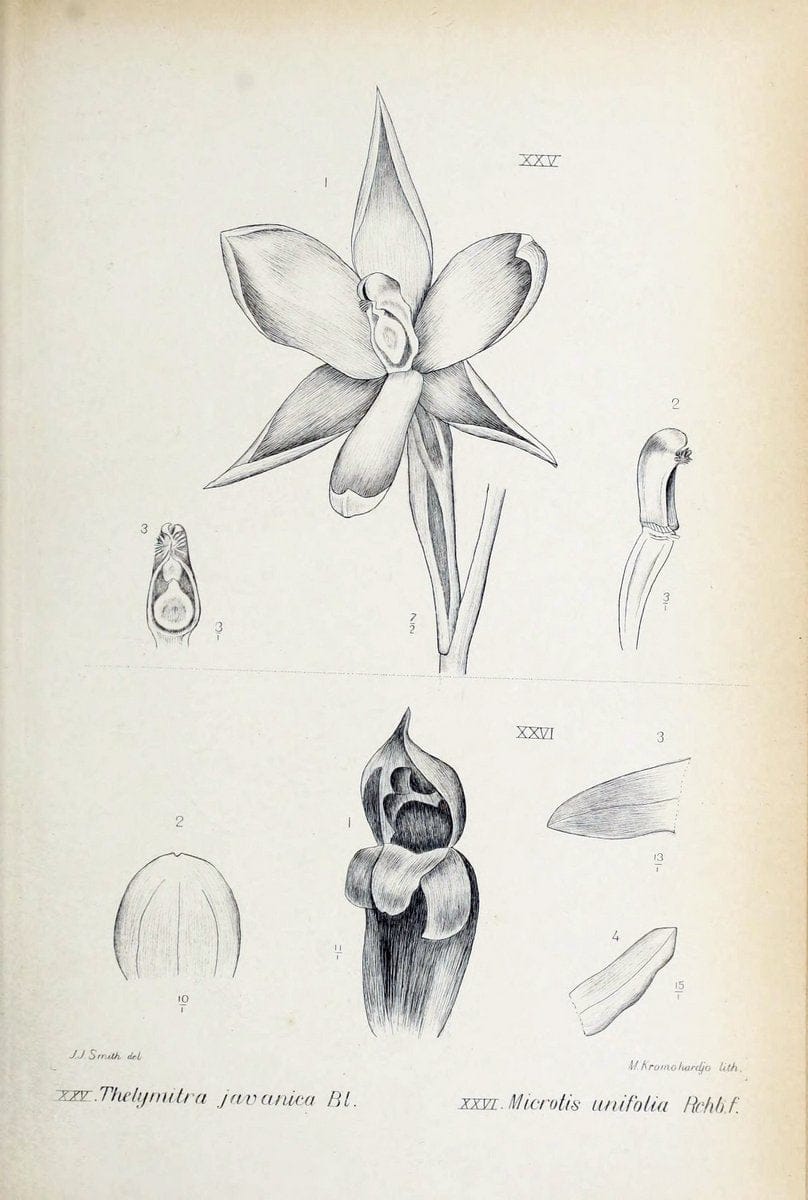 Die orchideen von Java /.Leiden :E. J. Brill,1905-1914.  | Indonesia Java Orchids | Vintage Print Reproduction 472231