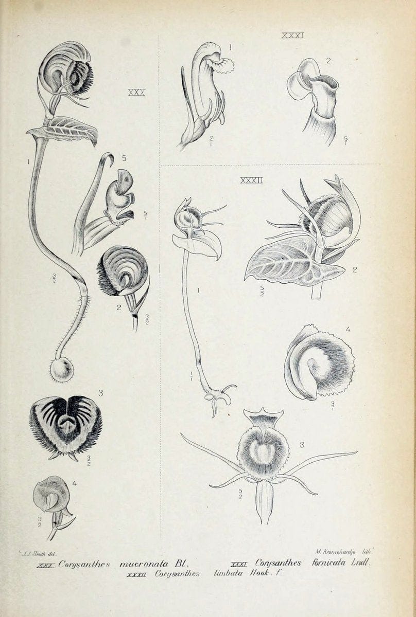 Die orchideen von Java /.Leiden :E. J. Brill,1905-1914.  | Indonesia Java Orchids | Vintage Print Reproduction 472233