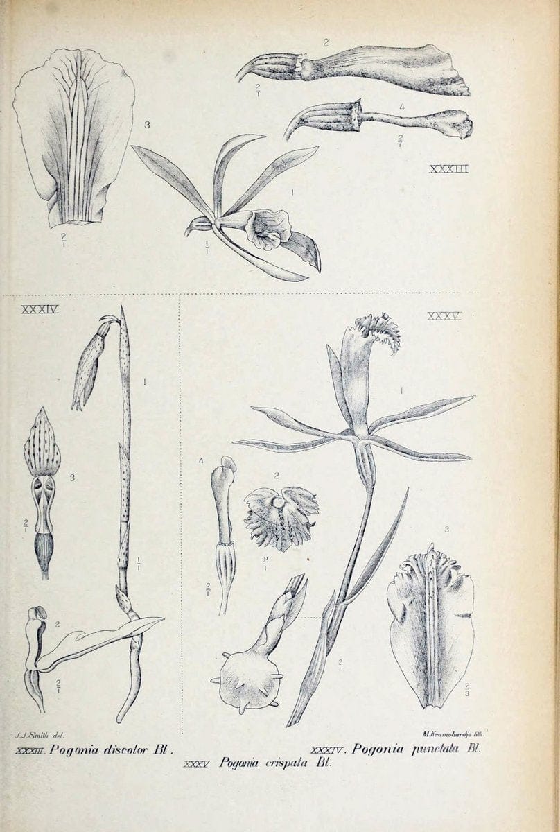 Die orchideen von Java /.Leiden :E. J. Brill,1905-1914.  | Indonesia Java Orchids | Vintage Print Reproduction 472234