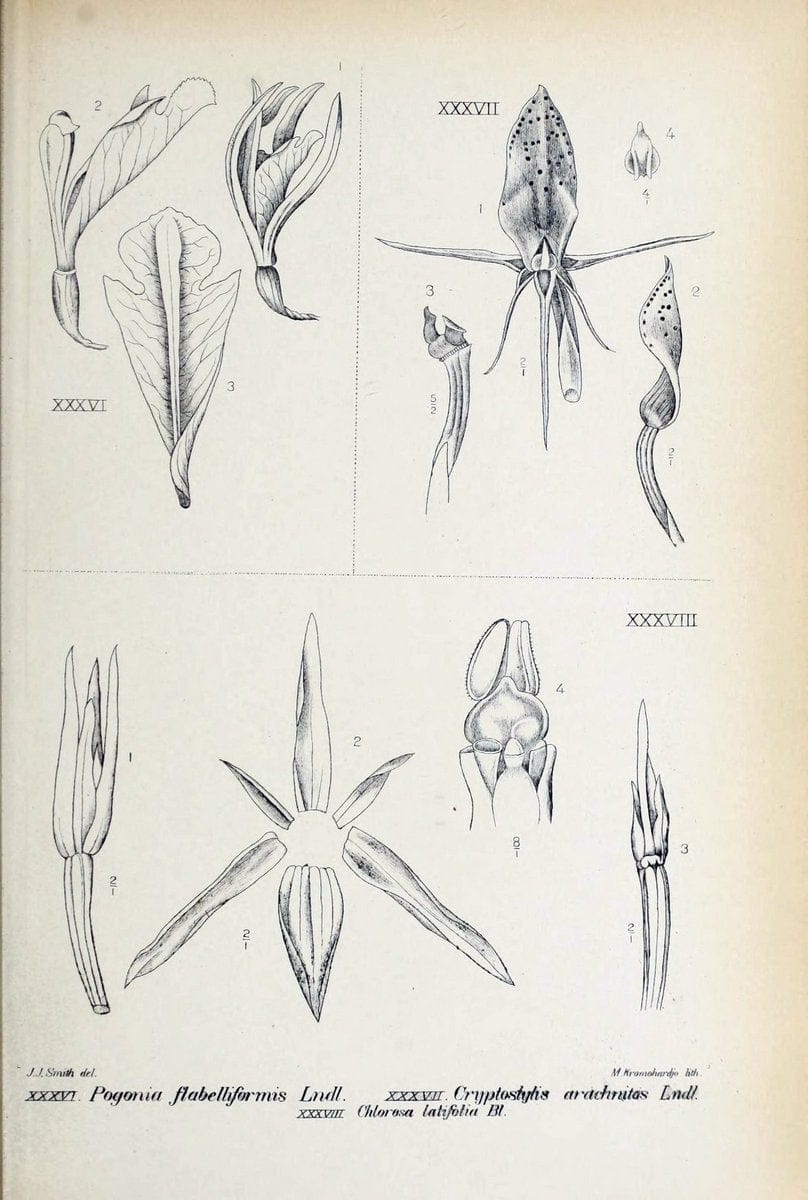 Die orchideen von Java /.Leiden :E. J. Brill,1905-1914.  | Indonesia Java Orchids | Vintage Print Reproduction 472235