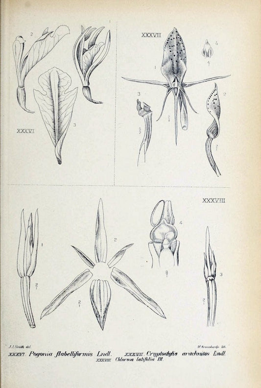 Die orchideen von Java /.Leiden :E. J. Brill,1905-1914.  | Indonesia Java Orchids | Vintage Print Reproduction 472235