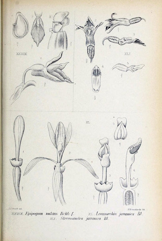 Die orchideen von Java /.Leiden :E. J. Brill,1905-1914.  | Indonesia Java Orchids | Vintage Print Reproduction 472236