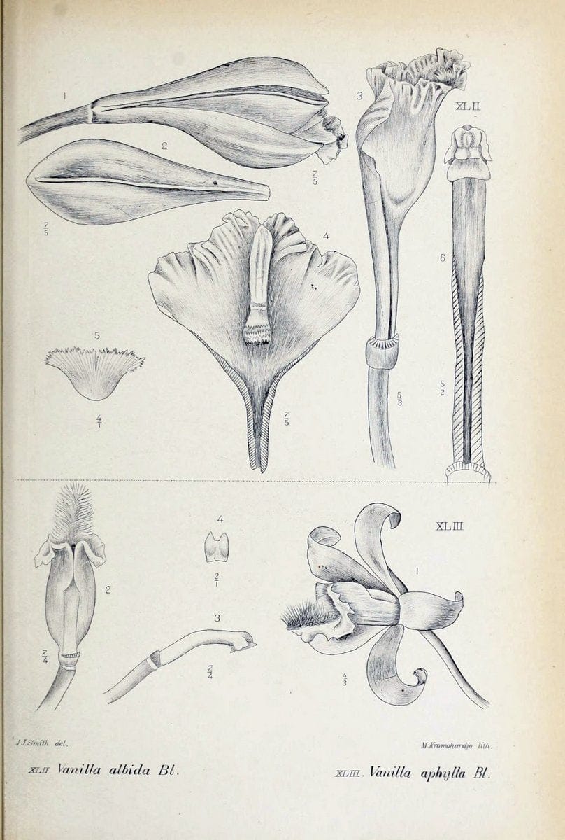 Die orchideen von Java /.Leiden :E. J. Brill,1905-1914.  | Indonesia Java Orchids | Vintage Print Reproduction 472237
