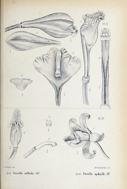 Die orchideen von Java /.Leiden :E. J. Brill,1905-1914.  | Indonesia Java Orchids | Vintage Print Reproduction 472237