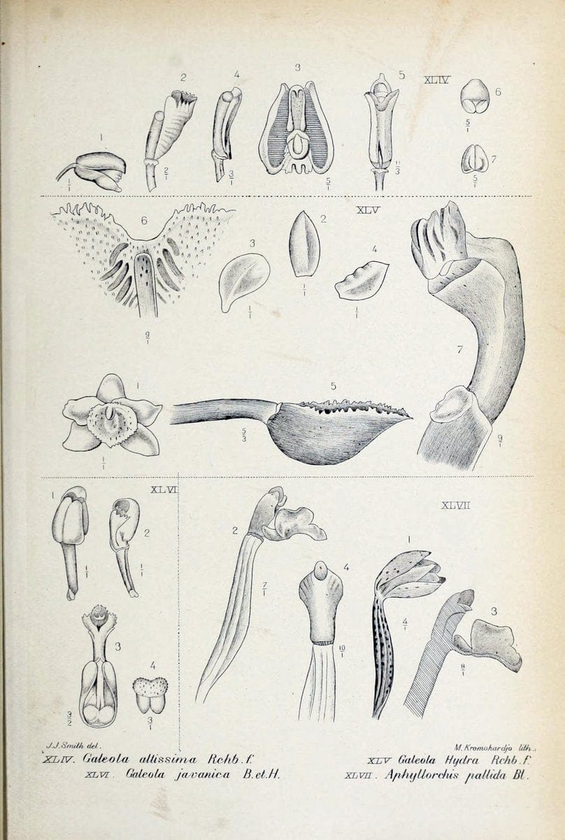 Die orchideen von Java /.Leiden :E. J. Brill,1905-1914.  | Indonesia Java Orchids | Vintage Print Reproduction 472238
