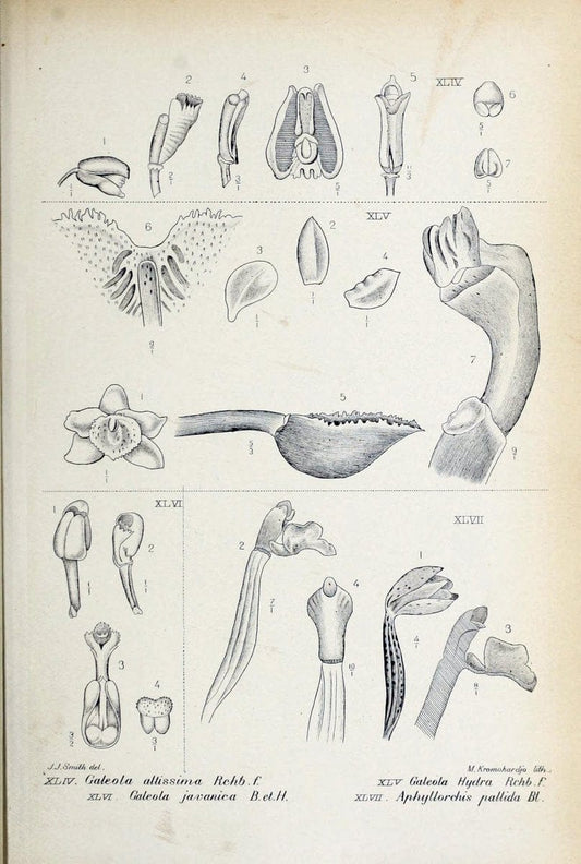 Die orchideen von Java /.Leiden :E. J. Brill,1905-1914.  | Indonesia Java Orchids | Vintage Print Reproduction 472238