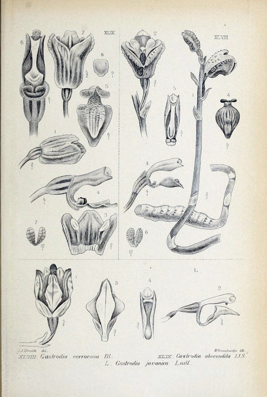 Die orchideen von Java /.Leiden :E. J. Brill,1905-1914.  | Indonesia Java Orchids | Vintage Print Reproduction 472239