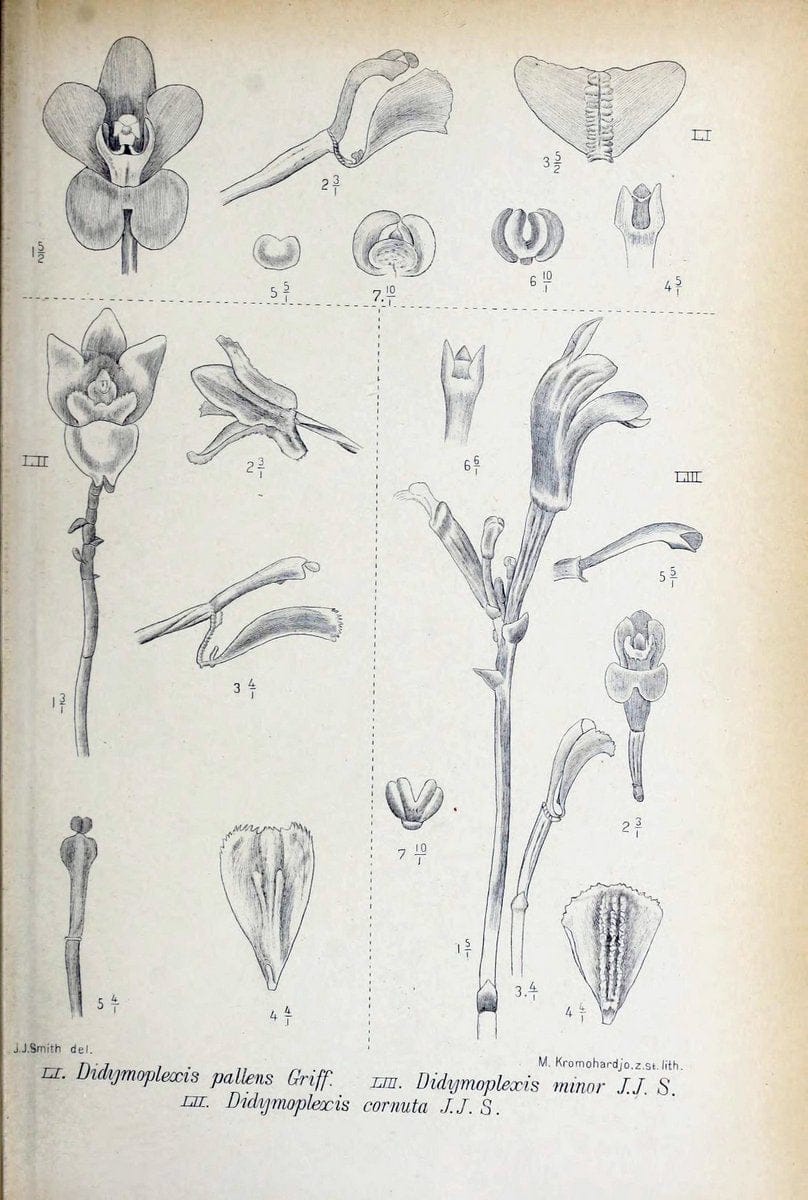 Die orchideen von Java /.Leiden :E. J. Brill,1905-1914.  | Indonesia Java Orchids | Vintage Print Reproduction 472240