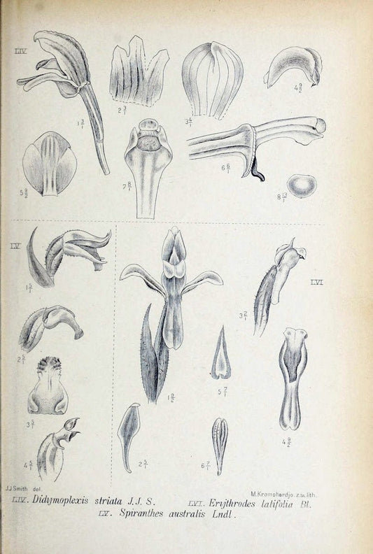 Die orchideen von Java /.Leiden :E. J. Brill,1905-1914.  | Indonesia Java Orchids | Vintage Print Reproduction 472241