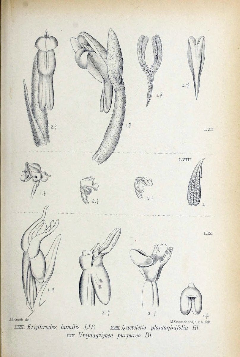 Die orchideen von Java /.Leiden :E. J. Brill,1905-1914.  | Indonesia Java Orchids | Vintage Print Reproduction 472242