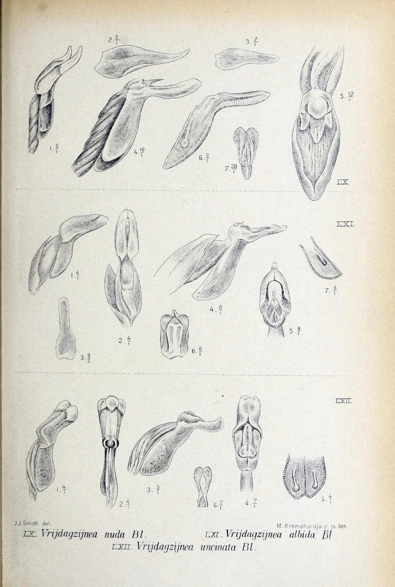 Die orchideen von Java /.Leiden :E. J. Brill,1905-1914.  | Indonesia Java Orchids | Vintage Print Reproduction 472243