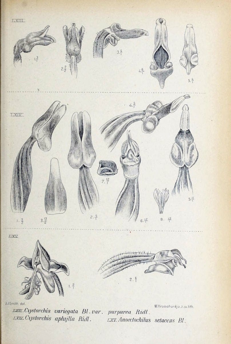 Die orchideen von Java /.Leiden :E. J. Brill,1905-1914.  | Indonesia Java Orchids | Vintage Print Reproduction 472244