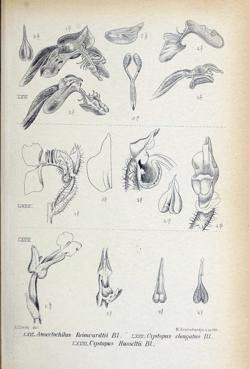 Die orchideen von Java /.Leiden :E. J. Brill,1905-1914.  | Indonesia Java Orchids | Vintage Print Reproduction 472245