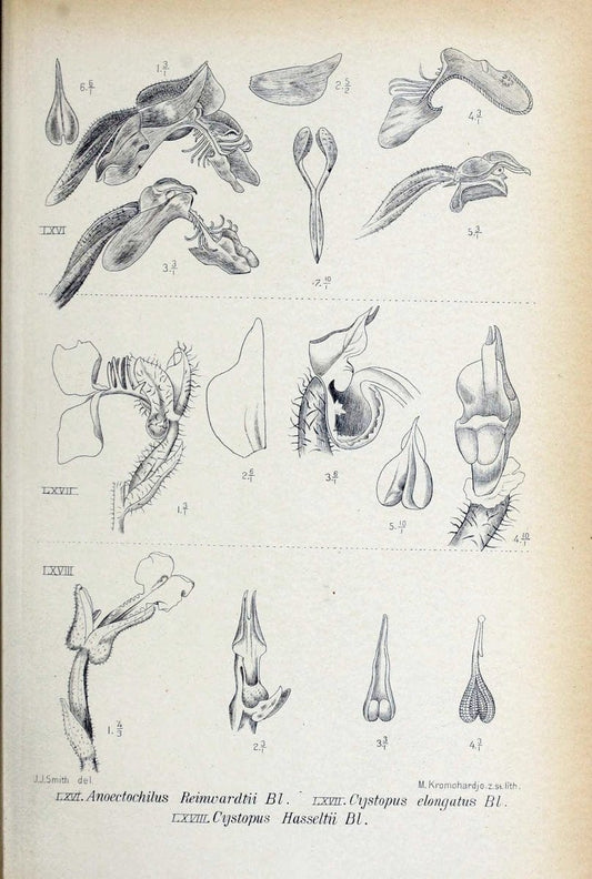 Die orchideen von Java /.Leiden :E. J. Brill,1905-1914.  | Indonesia Java Orchids | Vintage Print Reproduction 472245