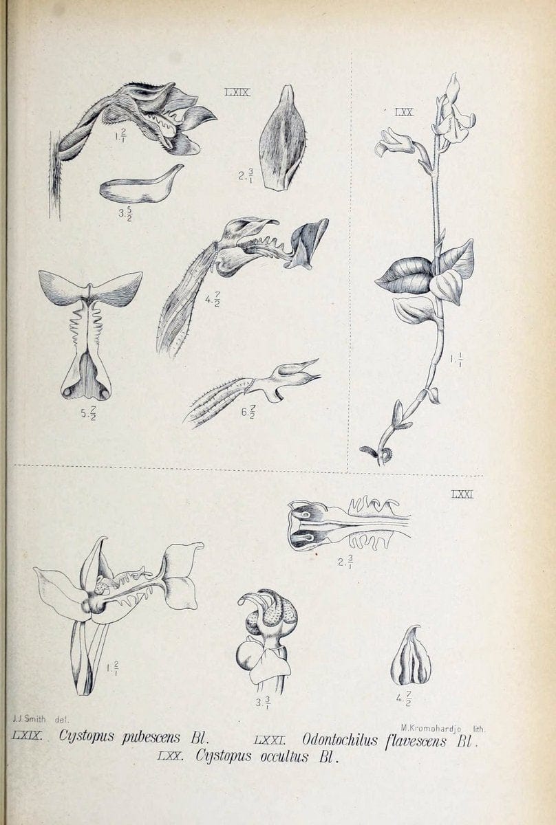 Die orchideen von Java /.Leiden :E. J. Brill,1905-1914.  | Indonesia Java Orchids | Vintage Print Reproduction 472246